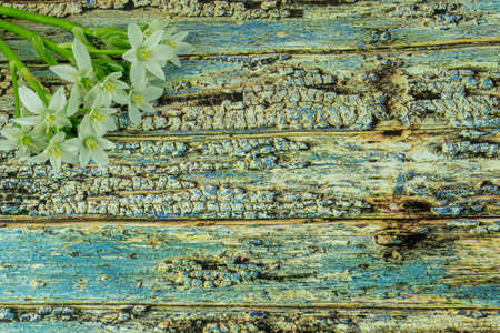 Colorful summer flowers on a colored wooden backgroundの写真素材