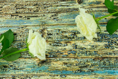 White roses on a colored wooden backgroundの写真素材