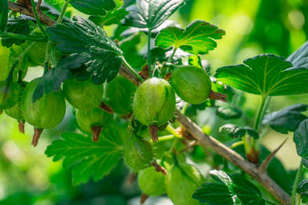 Gooseberries at bush with green leaves at sunshineの写真素材