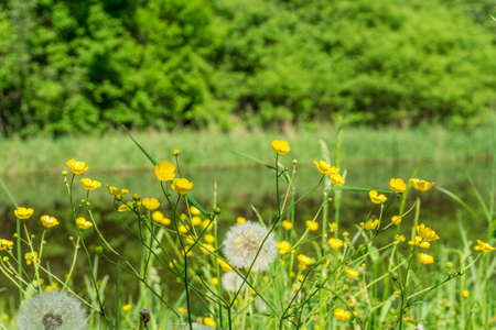 Yellow summer flowers with green leaves at sunshine