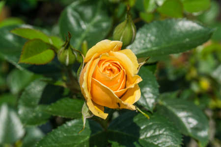 Yellow rose with green leaves at sunshineの写真素材