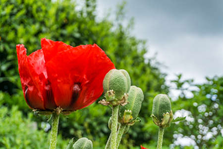 Poppy with red bloom and green leaves at sunshineの写真素材