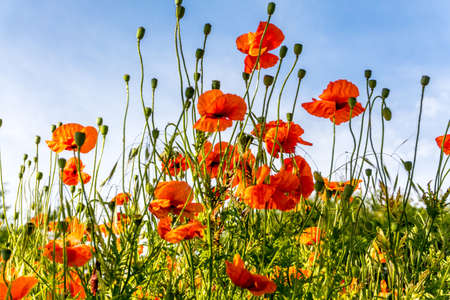 Poppy field with red flowers during sunshineの写真素材