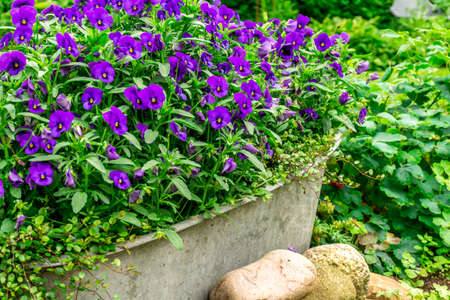 Blue summer flowers in a zink trough in the garden at sunshineの写真素材