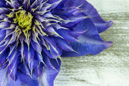 Blue clematis on a rustic wooden boardの写真素材