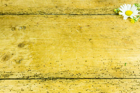 Daisy on a rustic wooden board as a backgroundの写真素材