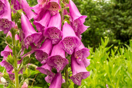 Pink bellflower with green leaves in the gardenの写真素材