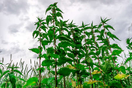 Urtica in green in front of a cereal field and dark cloudsの写真素材