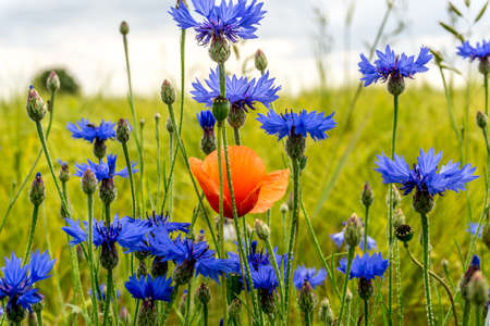 Cornflowers in front of a cereal field with red poppiesの写真素材