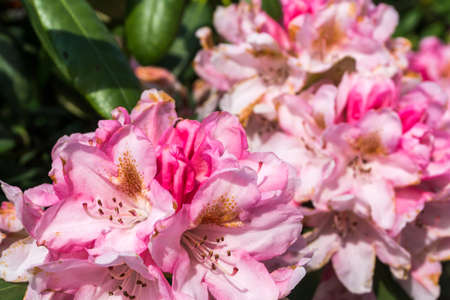Flowering rhododendron in the garden at sunshineの写真素材