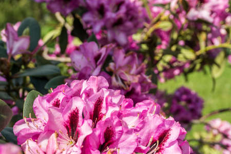 Flowering rhododendron in the garden at sunshineの写真素材