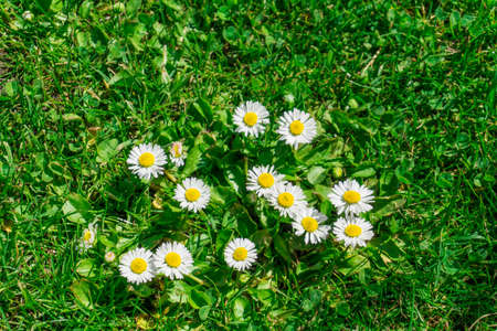 Daisy on a green meadow in summerの写真素材