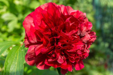 A red paeonia with green leaves at sunshineの写真素材
