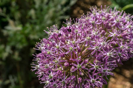 Purple flowers with green leaves at sunshineの写真素材