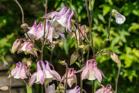 Purple flowers with green leaves at sunshineの写真素材