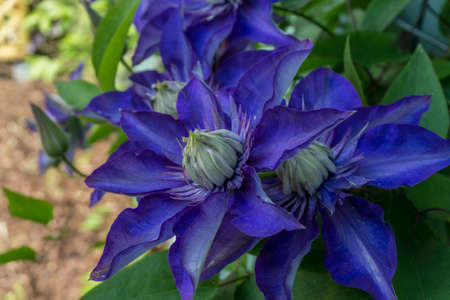 Purple clematis with green leaves at sunshineの写真素材