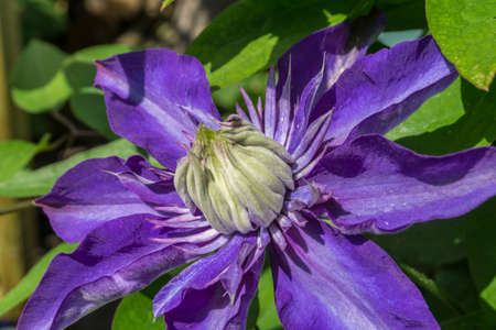 Purple clematis with green leaves at sunshineの写真素材