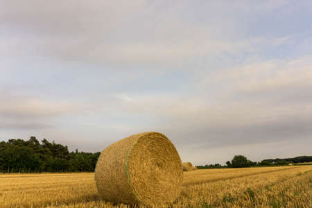 A crop field after harvest in sunshineの写真素材