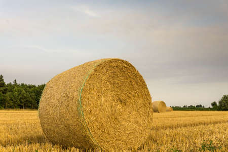 A crop field after harvest in sunshineの写真素材