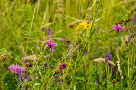 Summer meadow with cornflowers and yellow flowersの写真素材