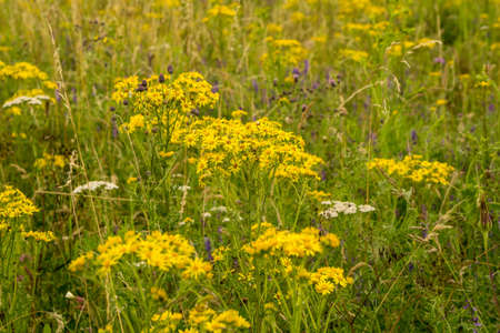 Summer meadow with yellow flowers at sunshineの写真素材