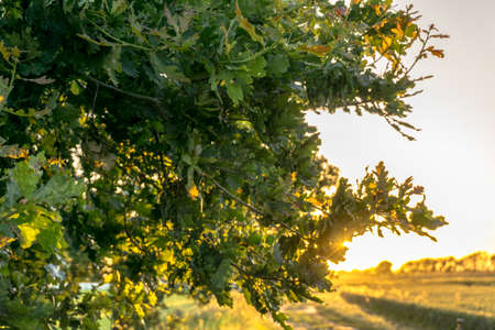 An oak tree at the edge of the field at sunsetの写真素材