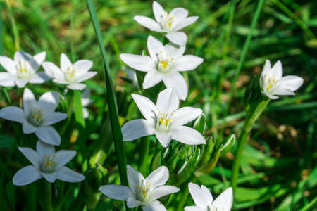 Flowers with white flowers and green leaves in sunshineの写真素材
