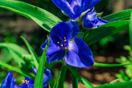 Blue flowers with green leaves at sunshineの写真素材