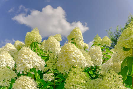 White hydrangea in front of a blue sky at sunshineの写真素材