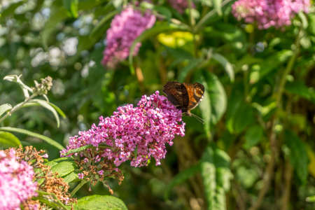 Purple flowers with butterflies at sunshineの写真素材