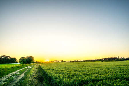 Cereal field with blue sky at sunsetの写真素材