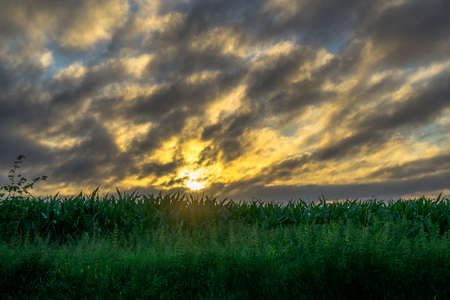 Corn field at sunrise with dark cloudsの写真素材