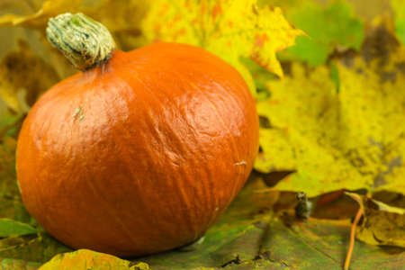 Leaves in autumn colors with a pumpkinの写真素材