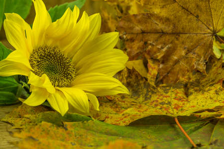 Sunflowers with autumnal leavesの写真素材