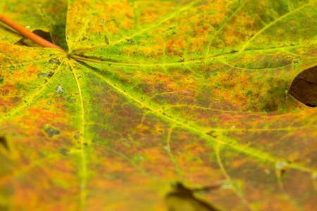 Maple leaves in autumn colorの写真素材