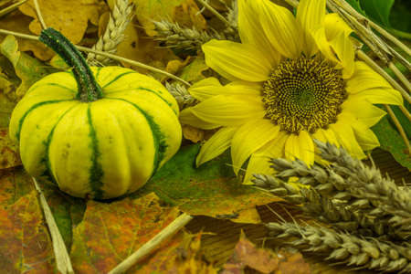 Colorful autumn decoration with pumpkin, cereal and sunflowersの写真素材