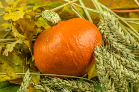 Colorful autumn decoration with pumpkin, cereal and maple leafの写真素材