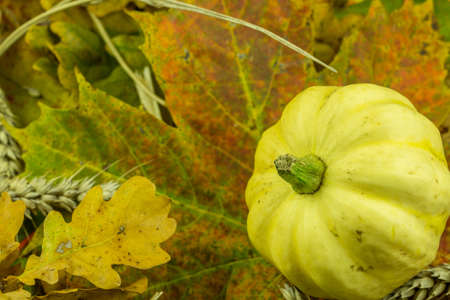 Colorful autumn decoration with pumpkin, cereal and maple leafの写真素材
