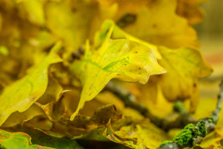 Autumn decoration - Colorful maple leavesの写真素材