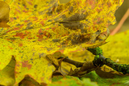 Autumn decoration - Colorful maple leavesの写真素材