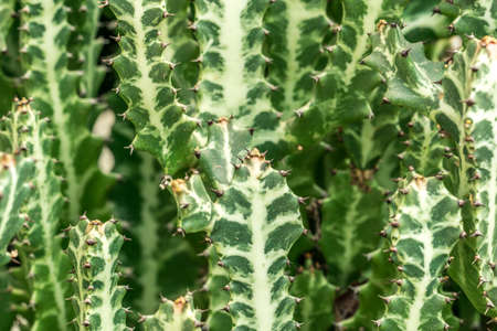 Cactus plants in the sun as a backgroundの写真素材