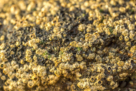 Stone on the beach with deposits as a backgroundの写真素材