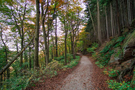 Trees in the forest in colorful autumn colors