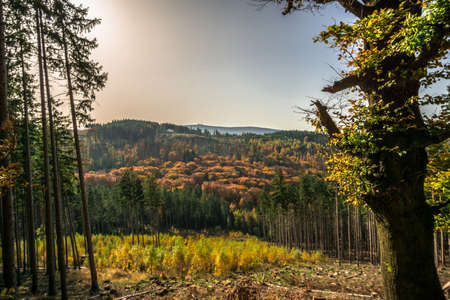 Trees in the forest in colorful autumn colorsの写真素材