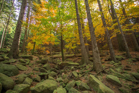 Trees in the forest in colorful autumn colorsの写真素材
