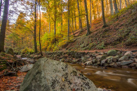 Trees in the forest in colorful autumn colorsの写真素材