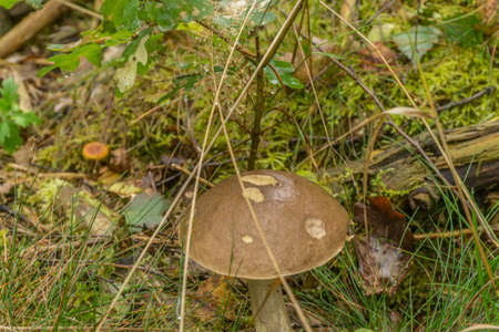 a mushroom in the forest with moss and autumn leavesの写真素材