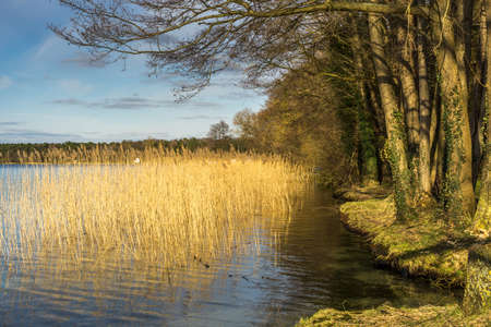 A lake in the nature reserve in winter with sunshine and blue skyの写真素材