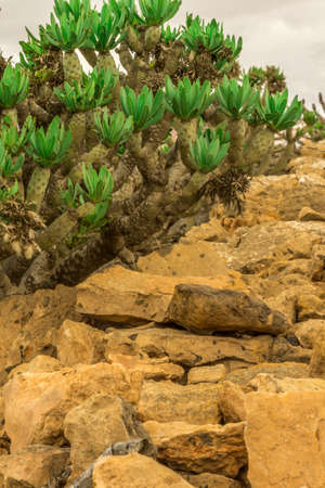 Wall of yellow lava rock with green plantsの写真素材