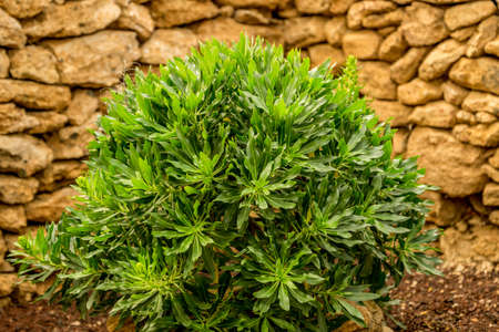 Wall of yellow lava rock with green plantsの写真素材